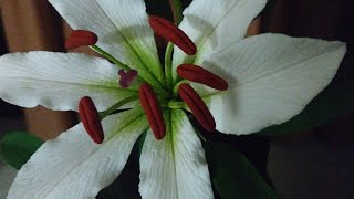 Casablanca Lily tutorial in Sugar [upl. by Alrick]