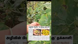 SODAKKU THAKKALI  சொடக்கு தக்காளி  பலூன் செர்ரி  agriculture vivasaayi farming tamil [upl. by Nnaytsirk]