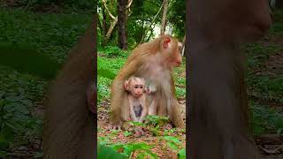 Lunas the Mother with Two Faces 3 monkeybehavior bronxzoo angkorpark [upl. by Aruat979]