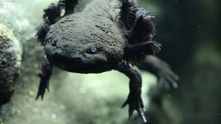 Introducing the Axolotl [upl. by Annas]