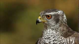 Northern Goshawk [upl. by Kelson586]