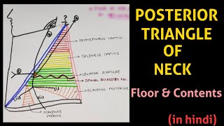 Posterior Triangle of Neck  Triangles of Neck  Head amp Neck [upl. by Sidnarb38]