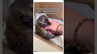 Platypus baby saved wholesome animal [upl. by Nuahc]