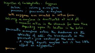 Carbohydrate Digestion  Enymes [upl. by Elreath]