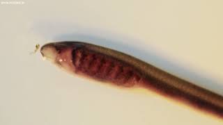 Brook Lamprey ammocoete [upl. by Yuille]