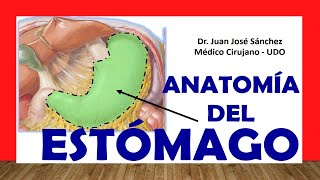 🥇 Anatomía del ESTÓMAGO Fácil Rápida y Sencilla [upl. by Tollmann]