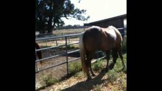 Horseman tips and new web page on abused horses  Rick Gore Horsemanship [upl. by Essilrahc]