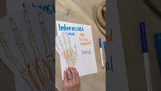 Interossei Muscles Study Trick [upl. by Wendell]