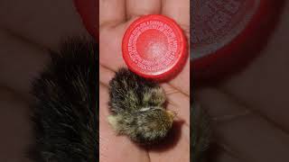 Button quail chicks quail buttonquail chicks nyc pets birds [upl. by Stig]