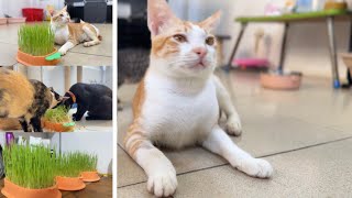 How to grow grass for your cat and kittens Especially indoors cat [upl. by Ynatsyd]