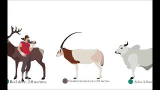 Ungulate size comparison [upl. by Dickenson]