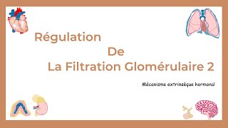 La Régulation De La Filtration Glomérulaire Partie II  Mécanismes Hormonaux Extrinsèques [upl. by Eelnyl403]