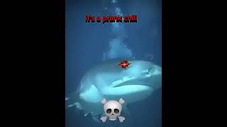 Ok but the shark 💀🗿 humor trollface phonk funk viralvideo [upl. by Carolan39]