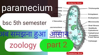 parameciumbsc 5th semester parameciumparamecium physiology and reproduction paramecium param [upl. by Castle]