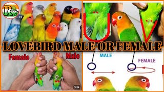 Love birds male female difference  Fisher male or female check  How to confirm male or female [upl. by Essej]