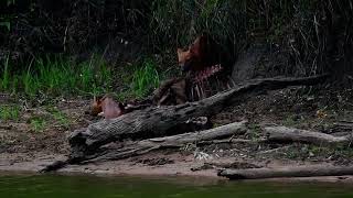 Pack of dholes hunt down huge deer and Finnishing it [upl. by Arin]