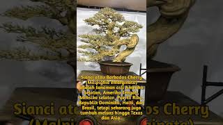 Sianci atau Barbados Cherry Malpighia emarginata shorts short shortvideo shortsvideo bonsai [upl. by Kahle818]