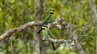 Rainbow Beeeater couple slow motion [upl. by Omer]