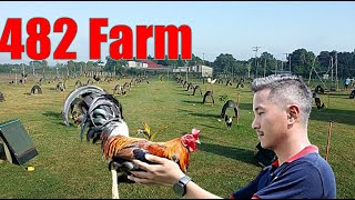 Lets Visit The Farm Of 482 Gamefarm [upl. by Acila122]