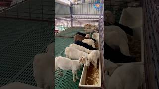 🐑🐏Hi Tech goat farm shed 9788770786 goatfarm sheepfarming agriculture goatfarming farming [upl. by Tacye]