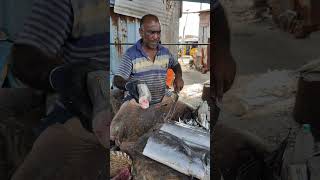 Rare Giant MAYIL KOLA FISH😲⁉️ 45KG⚡️ KASIMEDU ⚡️VADACHENNAI MEENAVAN seafood vadachennaimeenavan [upl. by Osicnarf959]