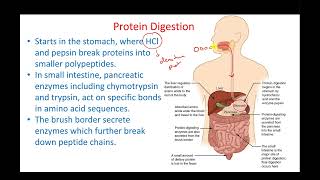 Digestive 6 [upl. by Yesnyl]