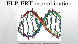 FLPFRT recombination [upl. by Yrekaz74]