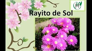 Rayito de Sol  Vivero Marra [upl. by Elirpa964]