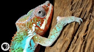 Natures Mood Rings How Chameleons Really Change Color  Deep Look [upl. by Wil655]