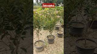 JAtropha Plants [upl. by Hoem]