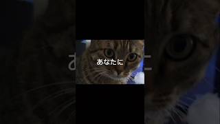 はいじゃっくされました🤪😝 cat shorts fakefacedancemusic [upl. by Augustine213]