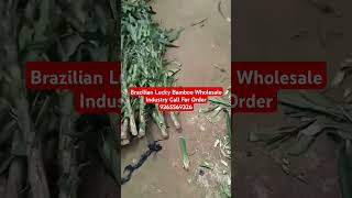 Brazilian lucky wood BrazilwoodBrazilian Lucky PlantBrazilian Lucky Wood Plant Care In Hindi [upl. by Etnoel]