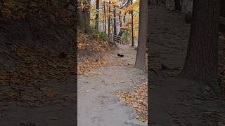 Black Squirrel Looking for Food on Hiking Trail [upl. by Aerdno962]