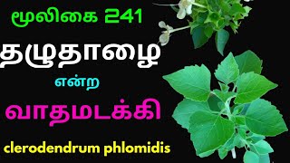 தழுதாழைதழுதாலை வாதமடக்கிThaluthazhaiClerodendrum phlomidisஅலசல்Alasal [upl. by Dewitt127]