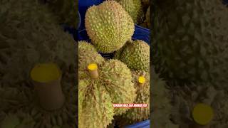 Durian Monthong Premium untuk eksport ke China [upl. by Drazze755]