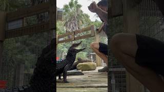 Dwarf Caiman Training shorts youtubeshorts [upl. by Carvey]