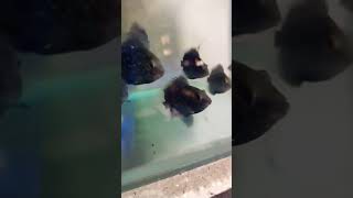 Black Pearl Sivoram trending sale fish music monsterfish aquarium goldfish fishing jaleswar [upl. by Aneleiram]