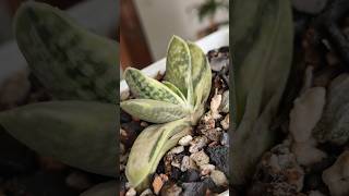 Japanese Hybrid Plant  Gasteria Sakura Fuji Variegated shorts succulent [upl. by Yddur]