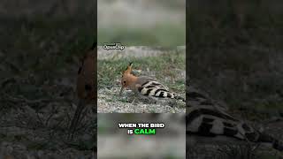 Discover the Hoopoe Natures Enigmatic Crown Jewel [upl. by Ellehcyar27]