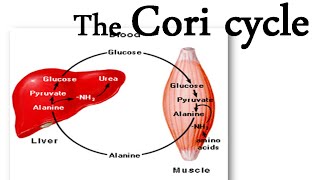 The Cori cycle [upl. by Ardnuassac593]