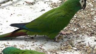 Blue winged macaw parrot zoomed ara maracana [upl. by Cottrell]