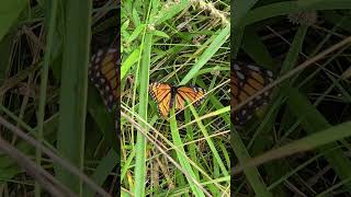 Viceroy Butterfly a Monarch Mimic naturelovers nature wildlife butterfly [upl. by Nottap80]