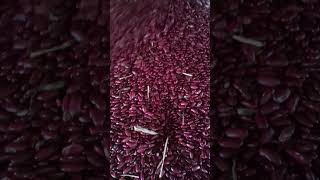 Fresh Red Kidney Beans [upl. by Africah130]