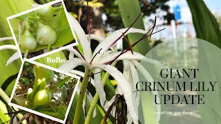 Crinum Lily Bulb Update [upl. by Frear]