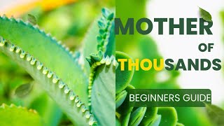 Beginners guide to grow Mothers of thousands plant in apartment aligatorplant mexicanhatplant [upl. by Ollehcram]