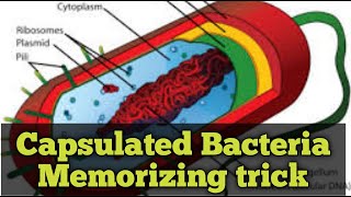 encapsulated bacteria mnemonic [upl. by Sanfourd]