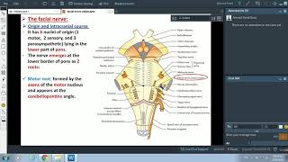 Anatomy of the Facial nerve  Dr Ahmed Farid [upl. by Marmawke245]