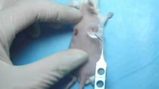 Creation of murine excisional wound splinting model and transplantation of stem cells [upl. by Mehelhteb]