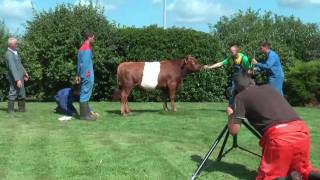 Lakenvelder Stier Lennard 2mp4 [upl. by Scibert]