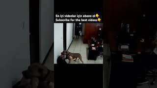 PITBULL ATTACKS OWNER animals dogs dog pet pets pitbull youtubeshorts youtuber shorts fyp [upl. by Enala]